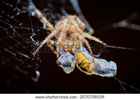 European garden spider with wasps in the web (Araneus diadematus). Female spider and her prey Royalty-Free Stock Photo #2070708509