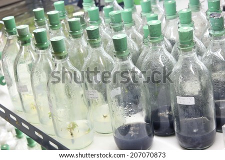 plant tissue culture bottle,orchid, plant tissue culture in the laboratory ,Laboratory ecology plant technology, green environment and agriculture technology, food
