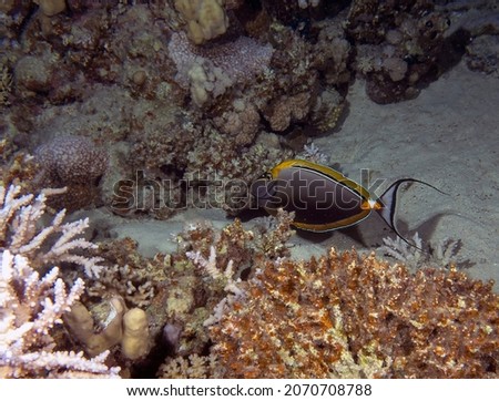 An Orangespine Unicornfish (Naso lituratus) in the Red Sea, Egypt