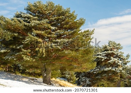 view of the mountains with a tree in winter with snow on it