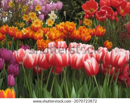 macro photo with a decorative floral background of bright colorful flowers of a bulbous tulip plant in a greenhouse for holidays and congratulations as a source for prints, posters, wallpaper