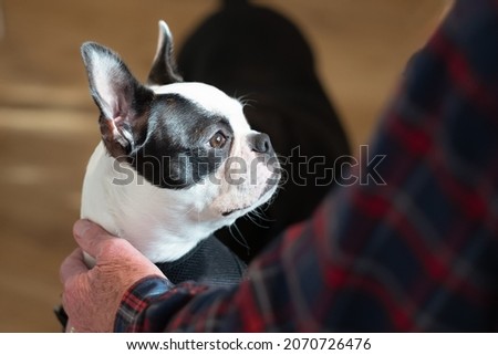 Portrait of a Boston Terrier puppy lit by window light being held gentle by a senior man.