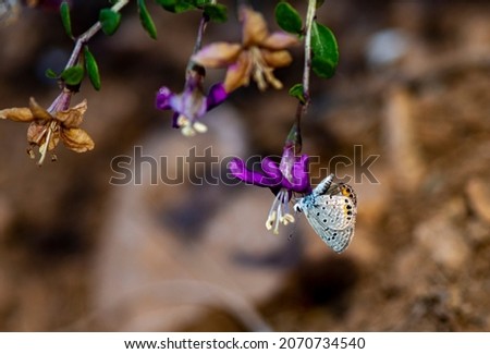 a chilades trochylus butterfly on the goji berry flower