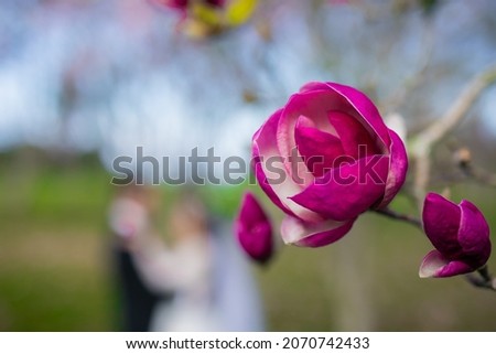 Beautiful magenta magnolia flower close up with a blurry silhouette of a couple