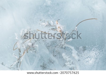 Autumn grass frozen into the ice. Beautiful winter landscape. Close-up. Sikhote-Alin Biosphere Reserve.