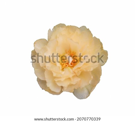 yellow flowers isolated on white background Flower of Mr. wake up late