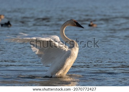 Elegant, aggresive swans seen in a frozen lake, open water of river in northern Canada during April, spring time migration to Alaska for the summer.  Royalty-Free Stock Photo #2070772427