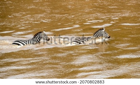 Two Zebras crossing the Mara River, in Kenya