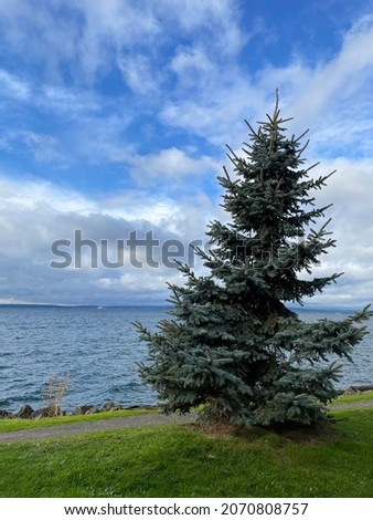 An evergreen living by the Puget Sound, Elliott Bay Royalty-Free Stock Photo #2070808757