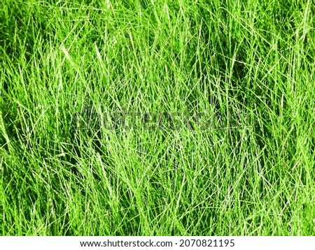 Natural background green fresh grass, selective focus. High quality photo