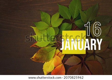 January 16th. Day 16 of month, Calendar date. Autumn leaves transition from green to red with calendar day on yellow square, wooden background. Winter month, day of the year concept