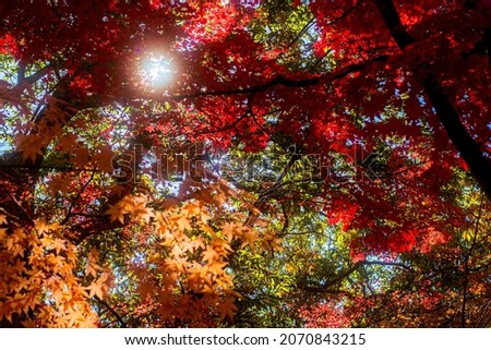 Autumn leaves in Japan, Hokkaido and Hakodate