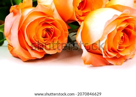Background for Valentine's Day, March eighth, mother's Day, with pink roses. Isolated on a white background with space to copy.