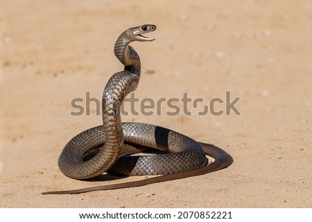  Highly venomous Australian Eastern Brown Snake being defensive