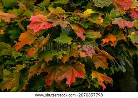 Fall leafs seamless background - texture pattern for continuous replicate.