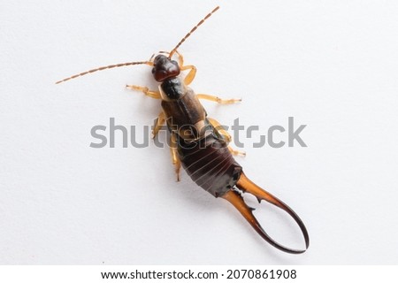 A male European earwig on a solid white background.