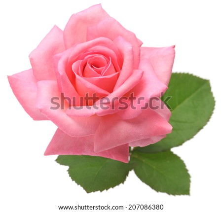 pink rose with leaves isolated on white background
