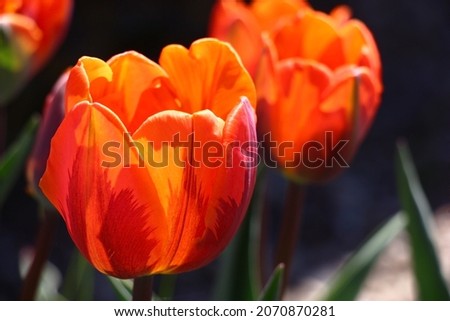 Sunny spring day. In a flower bed magnificent tulips of a grade the Princess Irene blossom. In total on a white-blue-black background. Royalty-Free Stock Photo #2070870281