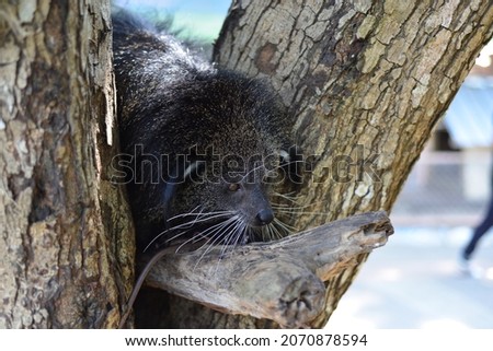 The binturong (Arctictis binturong) also known as bearcat. Arctictis binturong on the tree. Close up of Binturong face with trees in background.