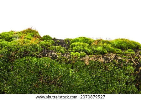 Green moss, grass on a stone isolated on a white background. Detail for design. Design elements. Macro. Full focus. Background for business cards, cards and posters 