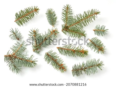 Fir tree branches isolated on white