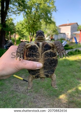 A turtle in the hands of a man against the background of nature.