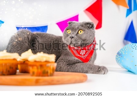 Grey Scottish fold cat celebrates birthday surrounded by festival decor with colorful flags and cupcakes. Funny cat is wearing a collar with a scarf
