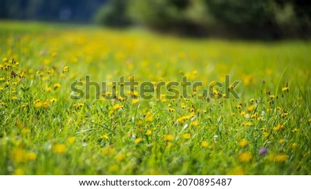 Natural strong blurry background of green grass blades close up. Fresh grass meadow with flowers in sunny morning. Copy space.