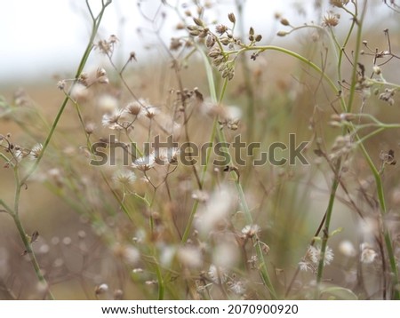 Beautiful vintage grass flowers, focusing on a specific point, with soft sunlight, suitable for use as background.