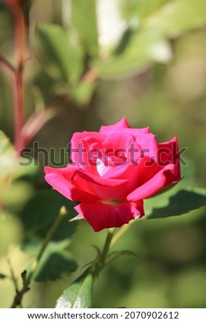 Dark pink velvet rose "Candy rouge". Close up flower head macro photograph.
