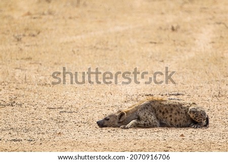 Spotted Hyena lying in the sand near a waterhole in the Kalahari desert, South Africa