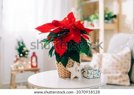 Beautiful poinsettia in wicker pot, gifts and space for text on blurred holiday decoration background. Traditional Christmas star flower Royalty-Free Stock Photo #2070918128