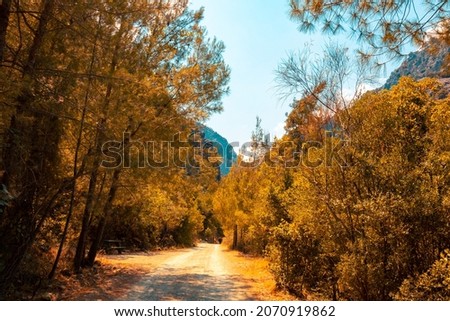 Dirt road in the forest at autumn. Autumn scene from a forest. Fall background photo. End of life concept. 