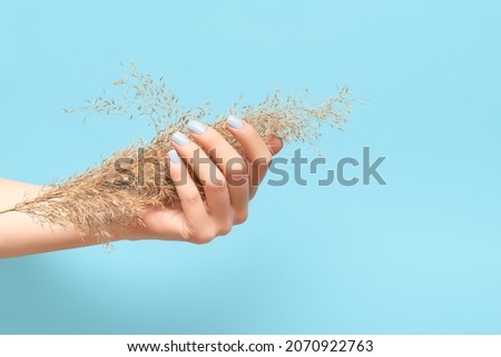 Female hand with blue nail design. Brilliant blue nail polish manicure. Model hand with perfect manicure hold dry reed flower on blue background Royalty-Free Stock Photo #2070922763