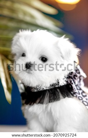 Small white dog of breed Maltese in a photo studio