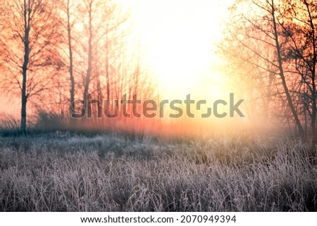 The grass is covered with white frost in the early morning. The shining of the sun in the fog. The transition from autumn to winter.  Royalty-Free Stock Photo #2070949394