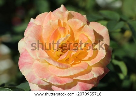 Salmon pink with yellow touch rose "PINK PANTHER". Close up flower head macro photograph.