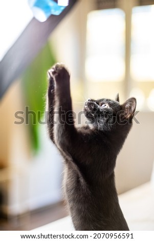 A vertical shot of a black cat playing with a blue ribbon in a cute way