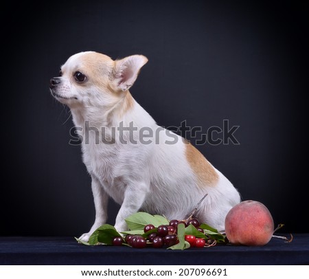 Studio photography dog the breed - Chihuahua, on a black background