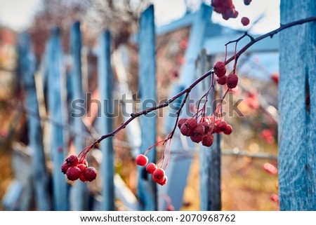 A branch of mountain ash with red berries on the background of an old fence. Autumn day. Close-up, macro, selective focus.