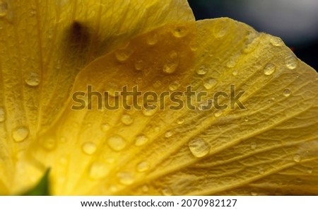 Closeup of a yellow hibiscus flower, defocused abstract background
