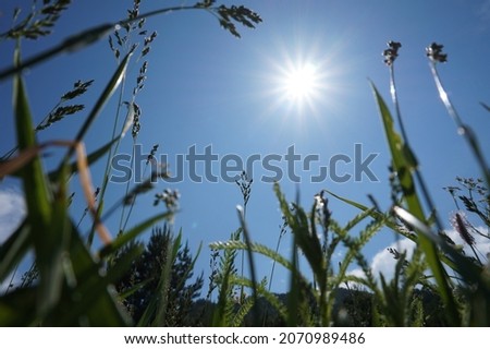 Lying in the thick green grass, admire the cloudless sky and the Sun.