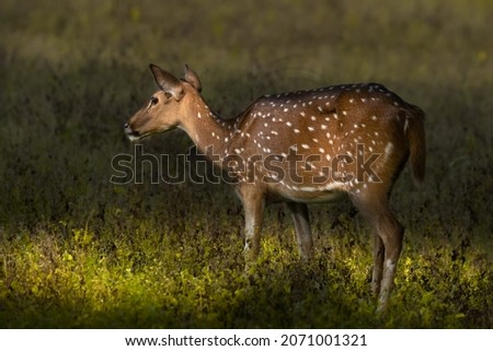 Spotted Dear grazing in the forest Royalty-Free Stock Photo #2071001321