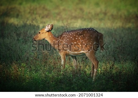 Spotted Dear grazing in the forest Royalty-Free Stock Photo #2071001324