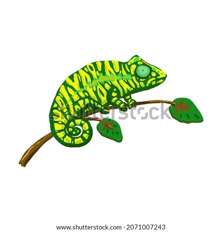 Cute green chameleon on a white background