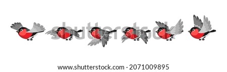 Bird movement animation. Bullfinch fly animated frames set, cartoon finchbird flying motion cycle sprites isolated on white, cute bullfinches birds migration vector illustration