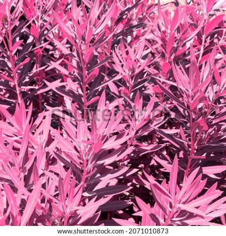 Pattern of pink leaves of plants in a tropical garden. Infrared style.