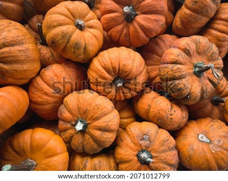 Little Halloween pumpkins with beautiful colors.