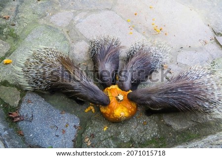 Porcupines eating a fresh Pumpkin