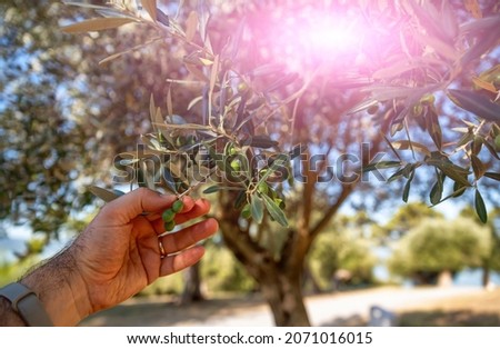 Close up shot of a male hand taking an olive. Conceptual image of Mediterranean, healthy and dynamic food and lifestyle. Royalty-Free Stock Photo #2071016015